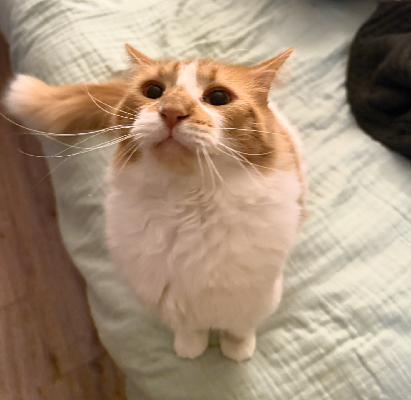 Picture of Buckwheat the cat